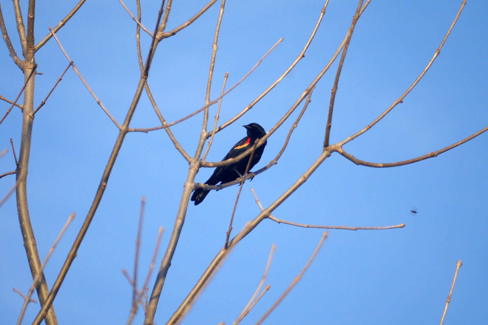 Red-winged-blackbird.jpg